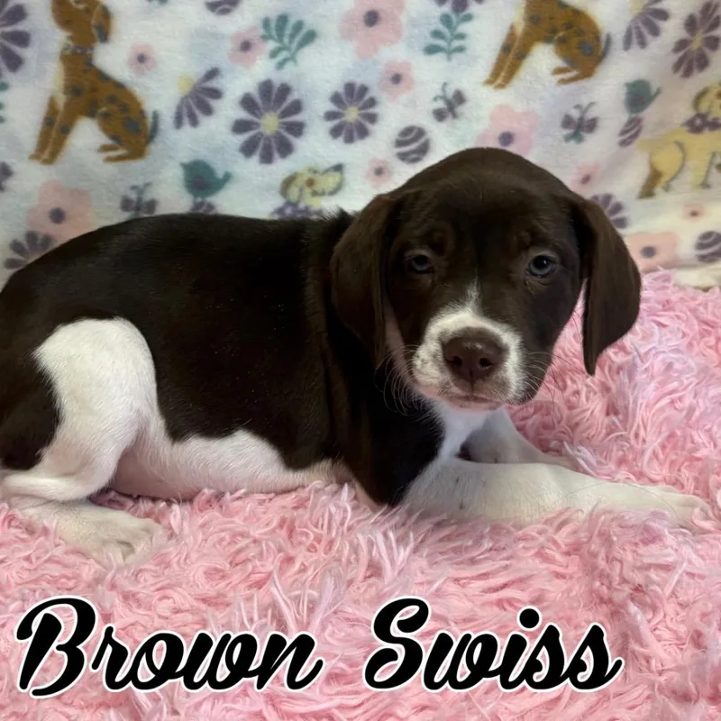 Brown Swiss thumbnail 2