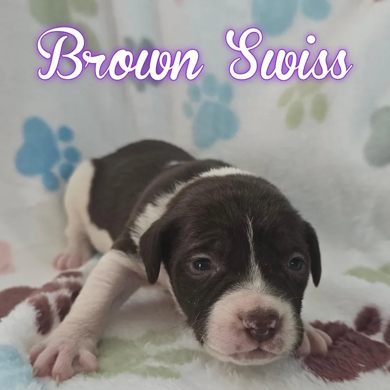 Brown Swiss thumbnail 3