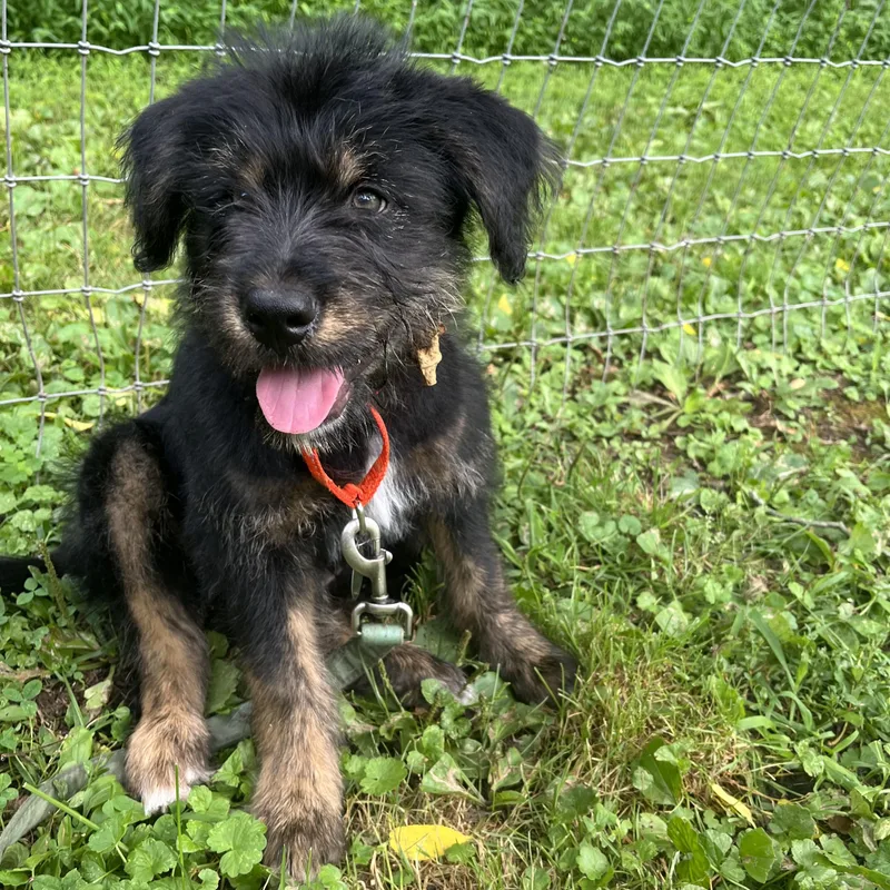 A baby medium-sized male Black Labradoodle dog named Grover for adoption in Phoenixville, PA