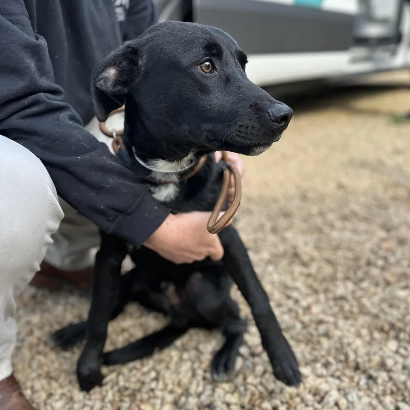 Rick O'shea thumbnail 3