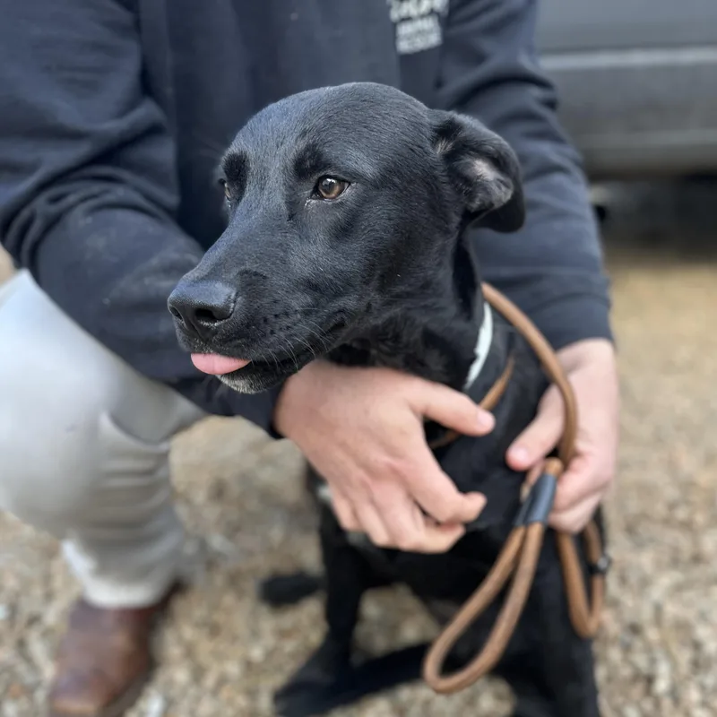 Rick O'shea thumbnail 4