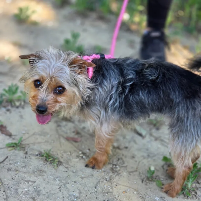 Scarlett  Chino Hills