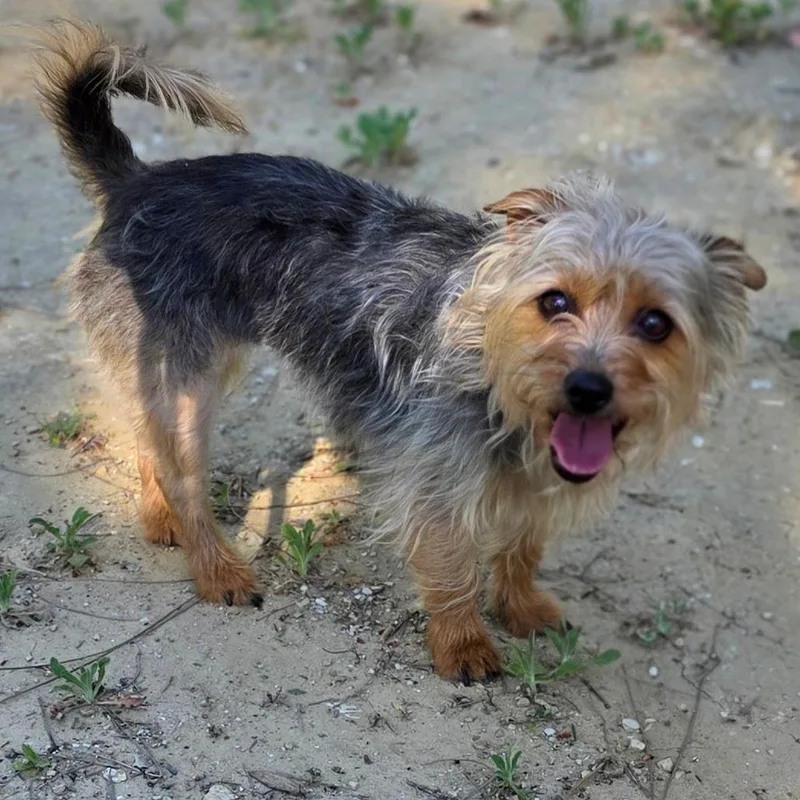 Scarlett  Chino Hills thumbnail 2