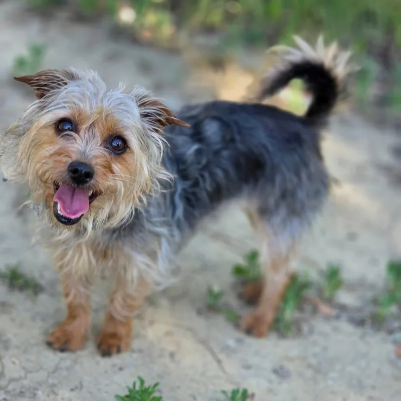 Scarlett  Chino Hills thumbnail 3