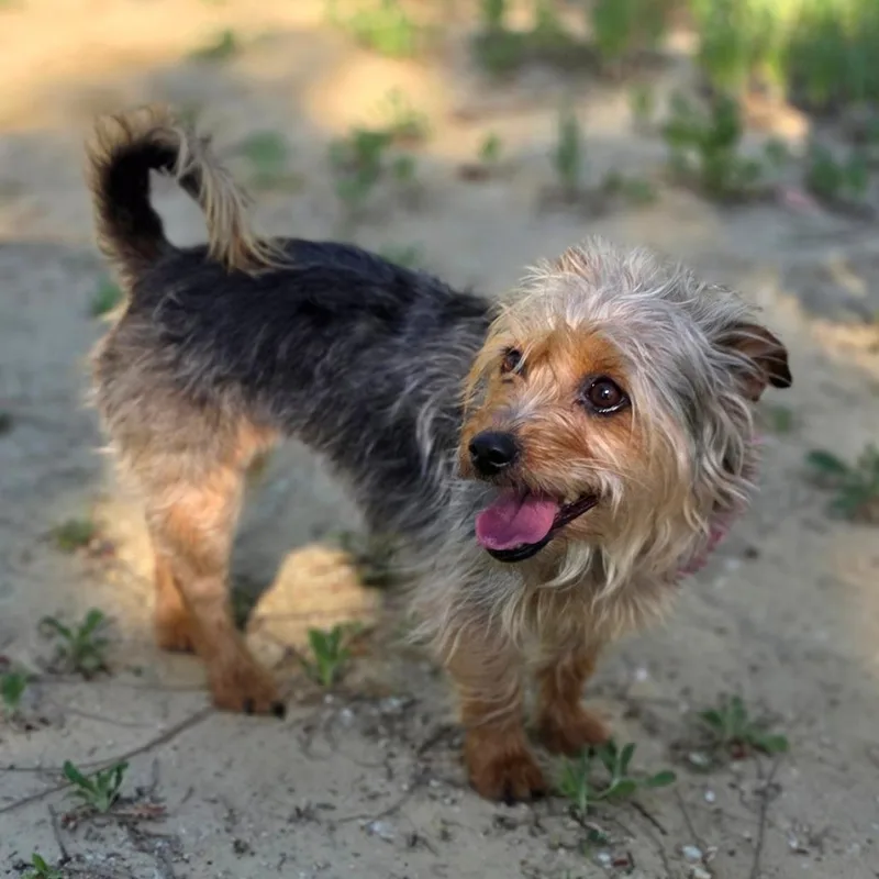 Scarlett  Chino Hills thumbnail 4