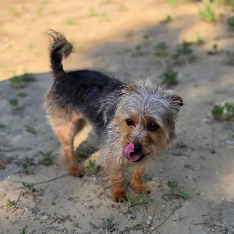 Scarlett  Chino Hills thumbnail 5