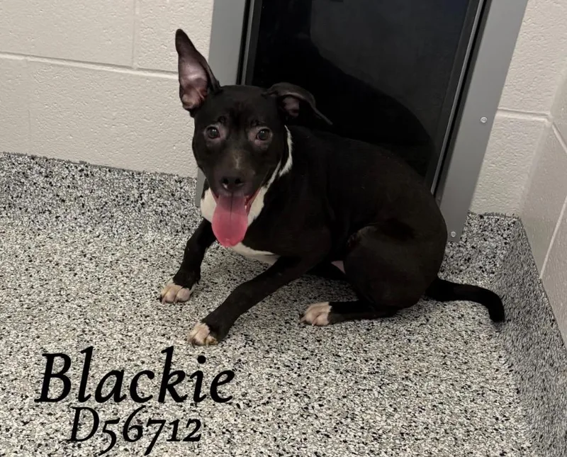 Blackie