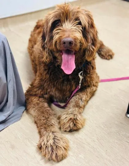 An adult extra large-sized female Mixed Breed dog named Rayna for adoption in West Chester, PA