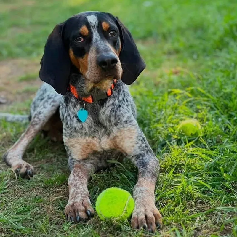 An adult medium-sized male Black Bluetick Coonhound dog named Hank for adoption in Austin, TX