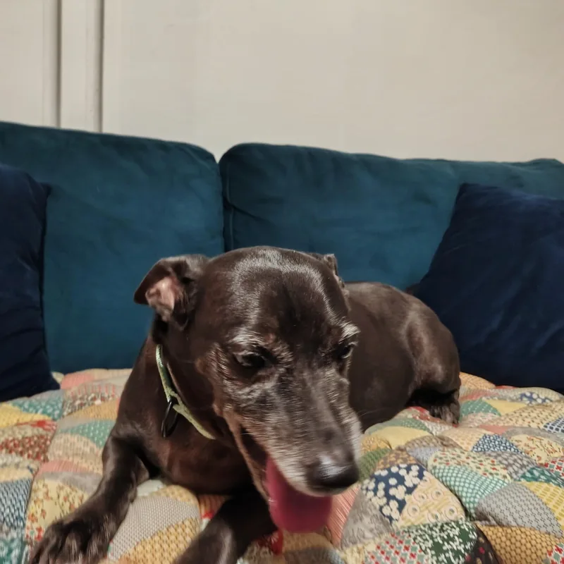 A senior small-sized male Black Chihuahua dog named Ben for adoption in Baldwin, MD