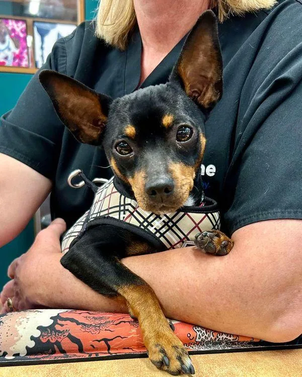 An adult small-sized female Miniature Pinscher dog named Pretzel for adoption in Novato, CA