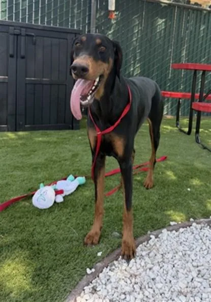 A young large-sized female Doberman Pinscher dog named Blackberry for adoption in San Bernardino, CA