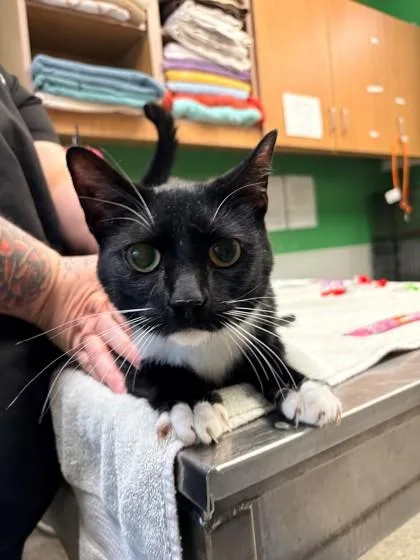 An adult medium-sized male Domestic Short Hair cat named Mathias for adoption in Kansas City, MO