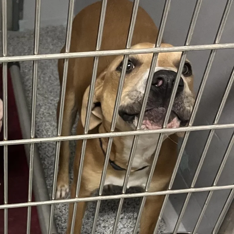 An adult medium-sized male Yellow / Tan / Blond / Fawn Mixed Breed dog named Clyde for adoption in Fredericksburg, VA