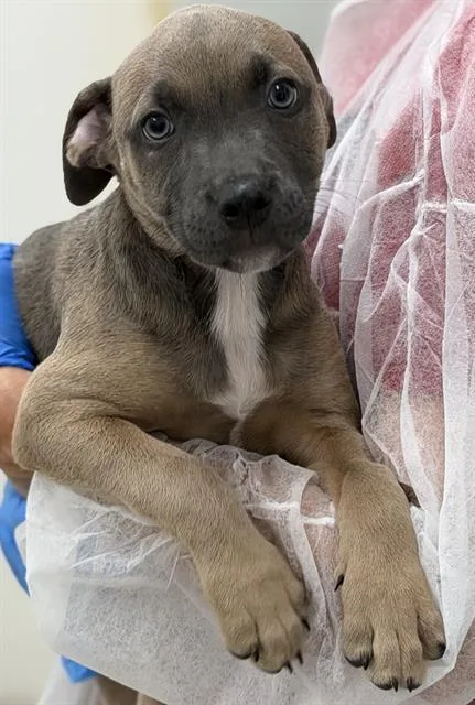 A baby small-sized male American Staffordshire Terrier dog named Hux for adoption in Canfield, OH