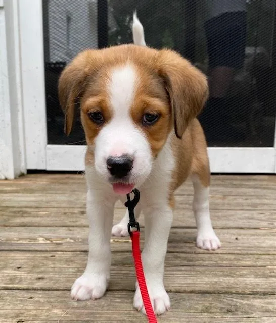 A baby medium-sized male Mixed Breed dog named Waffle Fry Chickfila Litter for adoption in Columbus, OH