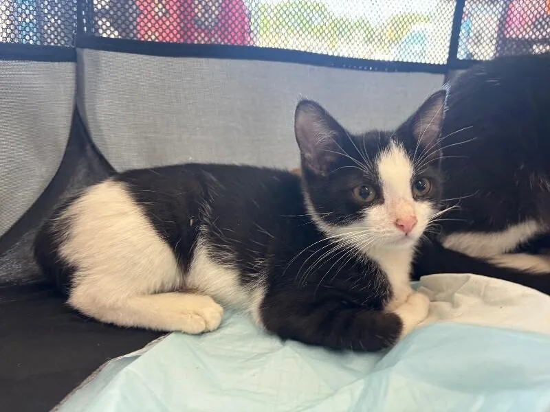 A young medium-sized female Black Domestic Short Hair cat named Teela for adoption in Grand Rapids, MI