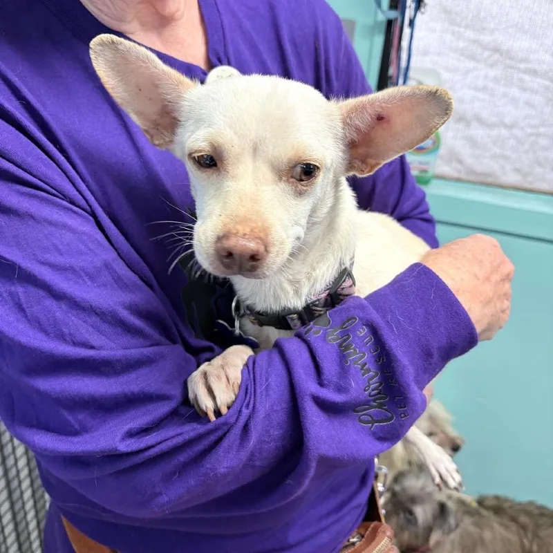 An adult small-sized female Yellow / Tan / Blond / Fawn Chihuahua dog named Este for adoption in Boerne, TX