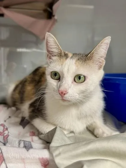 An adult medium-sized female Domestic Short Hair cat named Tree for adoption in Midland, MI