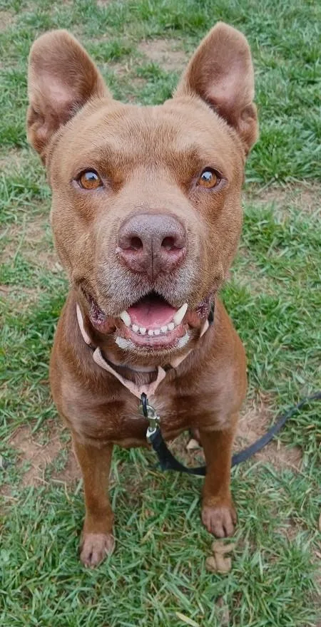 An adult medium-sized male Red / Chestnut / Orange Mixed Breed dog named Deggs for adoption in Pegram, TN