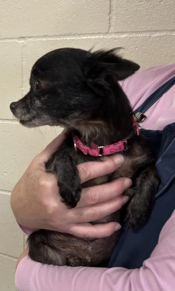 A senior small-sized female Chihuahua dog named Maureen for adoption in Vancouver, WA