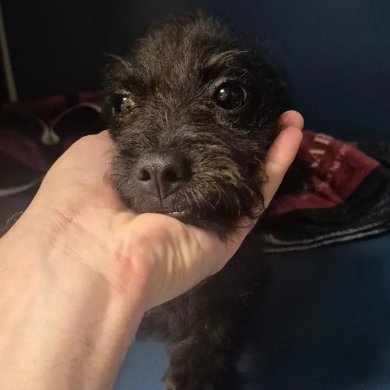 A young small-sized male Black Terrier dog named Marcus for adoption in Yuma, AZ