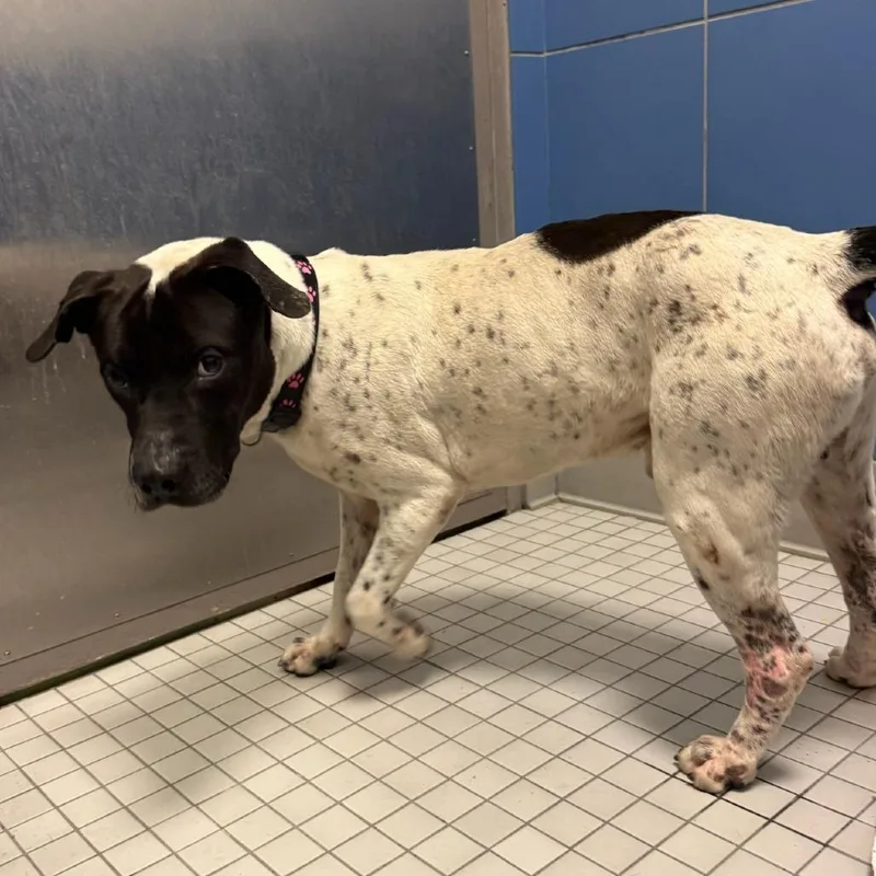 An adult medium-sized male White / Cream Mixed Breed dog named Pierre for adoption in Houston, TX