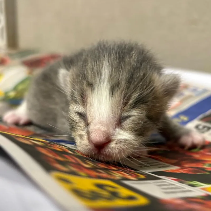 A baby small-sized male Gray / Blue / Silver Domestic Short Hair cat named Canyon for adoption in Yuma, AZ