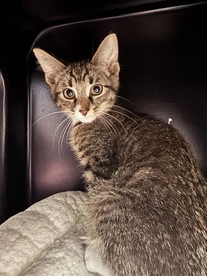 A baby small-sized male Domestic Short Hair cat named Smirnoff for adoption in Shawano, WI