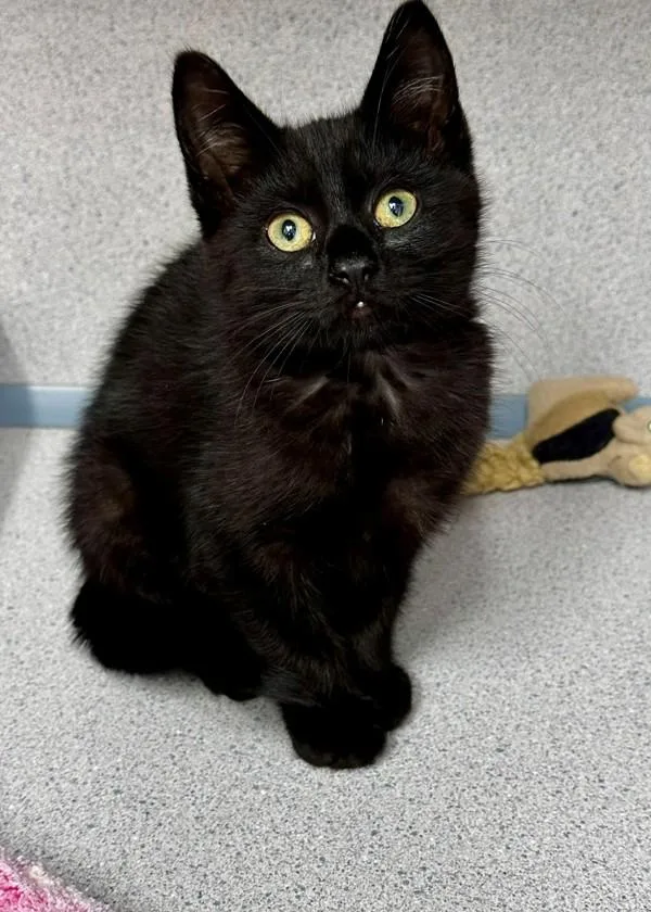 A baby small-sized female Domestic Short Hair cat named Tennessee for adoption in Skillman, NJ
