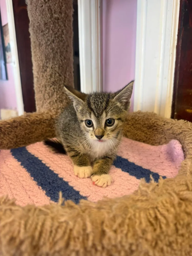 A young small-sized female Tabby (Buff / Tan / Fawn) Domestic Short Hair cat named Tate Mcrae for adoption in Freeport, NY