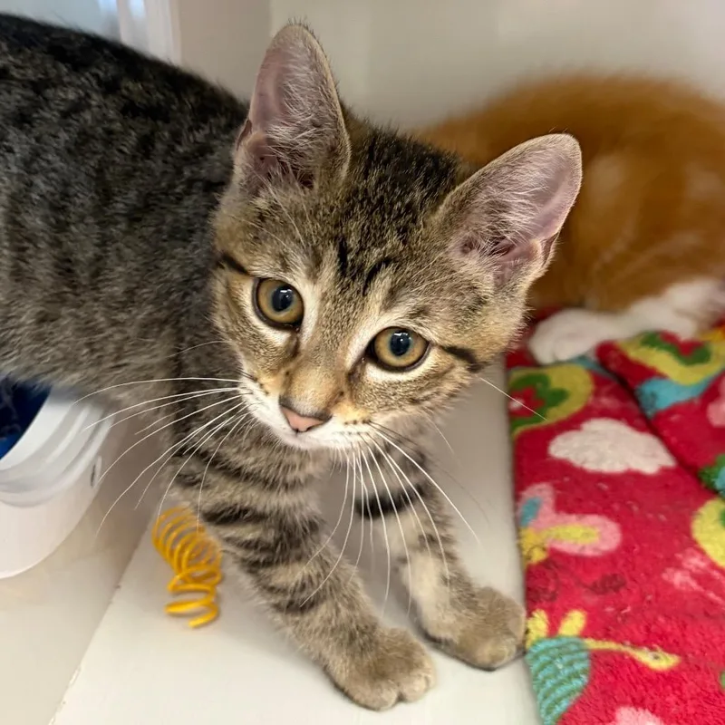 A baby small-sized male Brown / Chocolate Domestic Short Hair cat named Poindexter for adoption in Monroe, MI