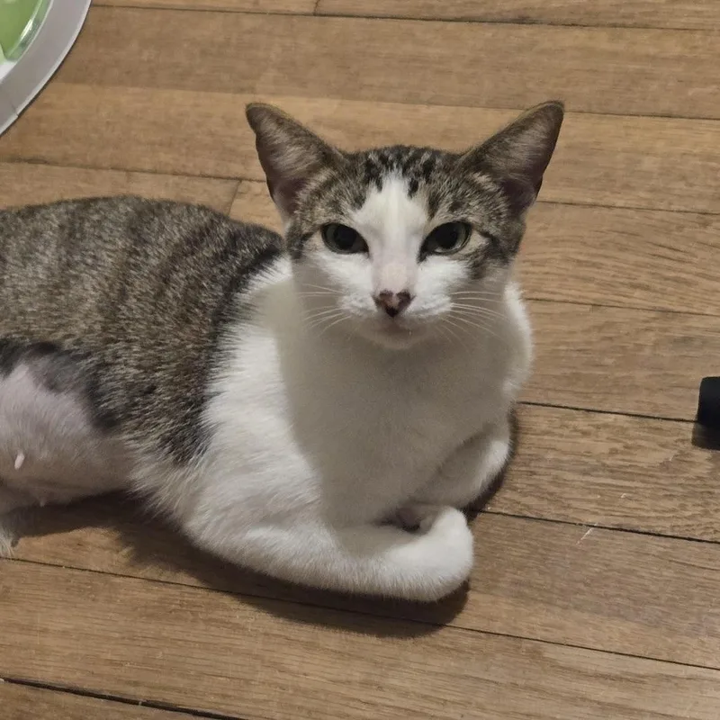 A young small-sized female Brown / Chocolate Domestic Short Hair cat named Sylvia for adoption in Liverpool, TX
