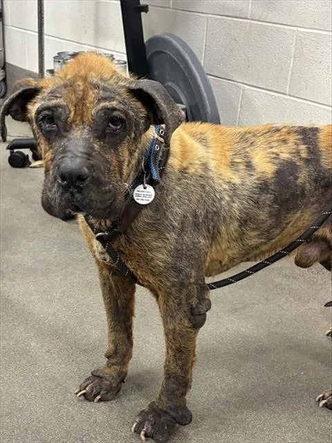 An adult large-sized male Mastiff dog named Casey for adoption in Upper Marlboro, MD