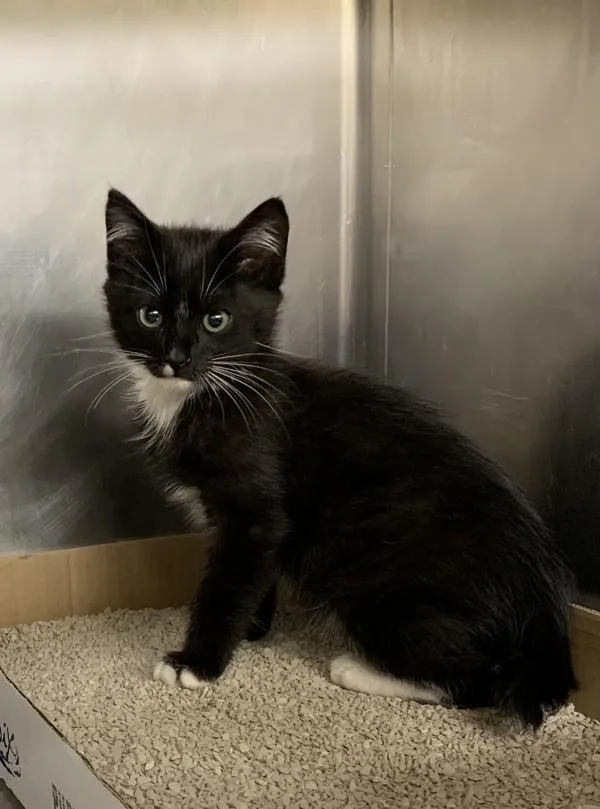 A baby small-sized female Domestic Short Hair cat named Snap for adoption in Santa Rosa, CA