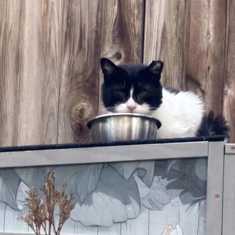 A senior medium-sized male Black Domestic Short Hair cat named Scruffy for adoption in Howard beach, NY