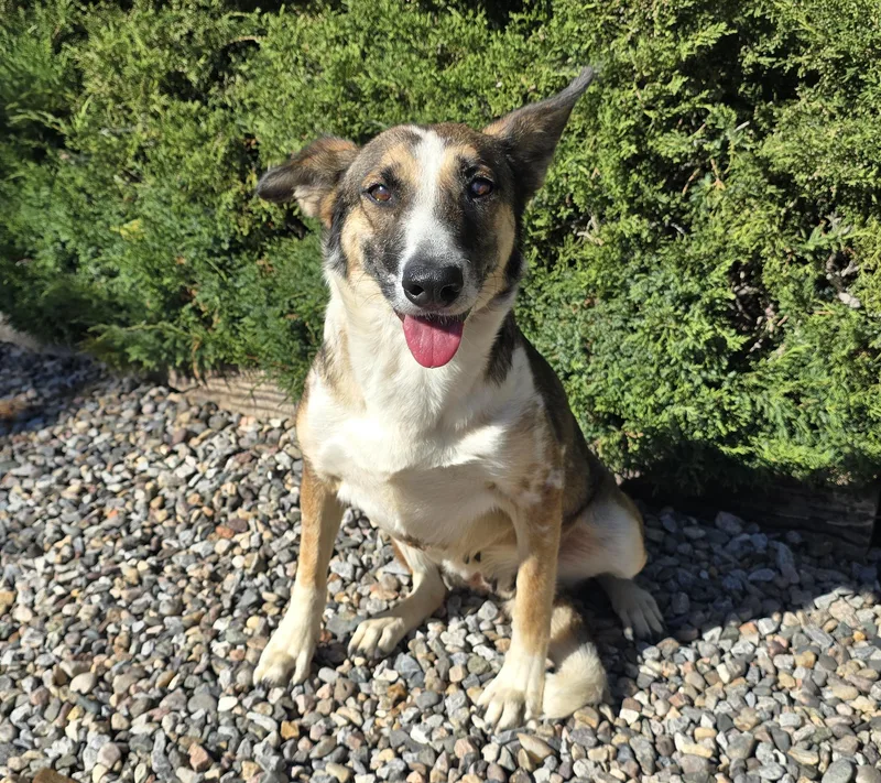 Scintillating Ms Shay ~ thumbnail 2