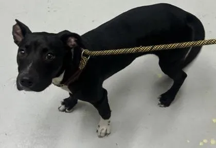 Melanie