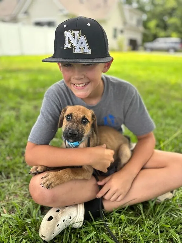 A baby small-sized male Yellow / Tan / Blond / Fawn Beagle dog named August for adoption in Aiken, SC