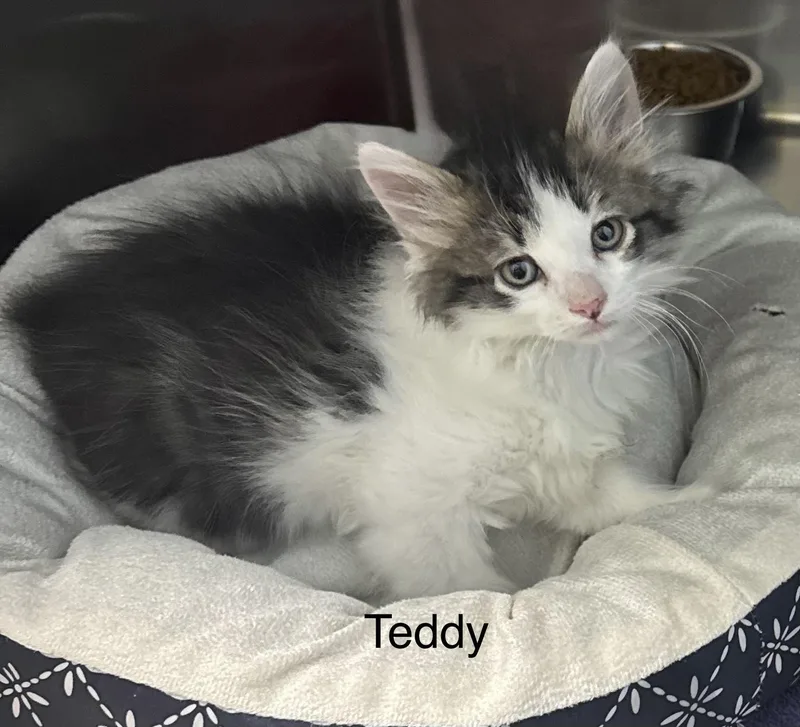 A baby medium-sized male White Domestic Long Hair cat named Teddy for adoption in Ulster, PA