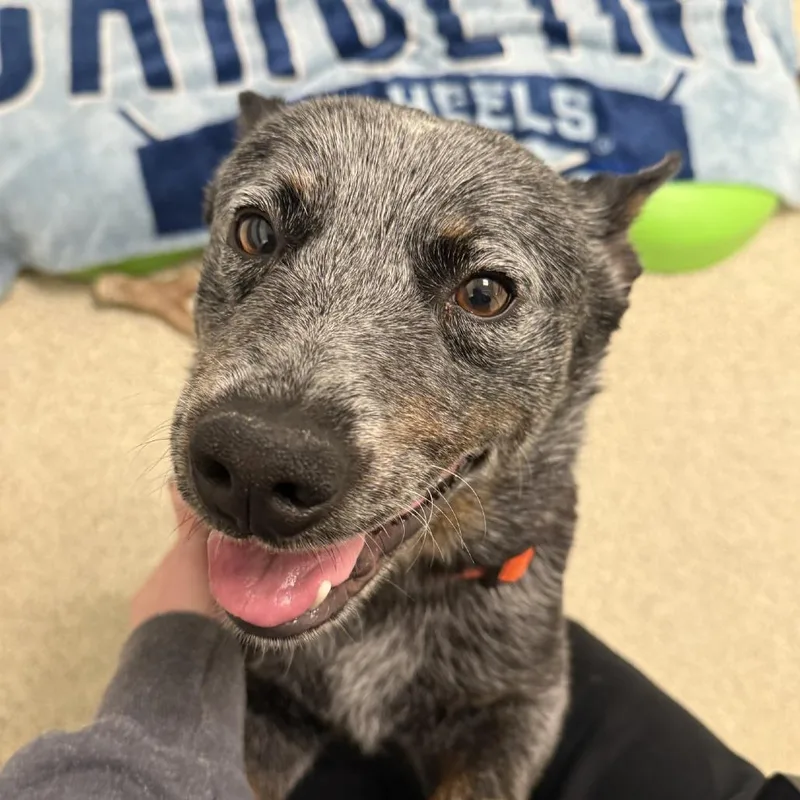 An adult medium-sized male Gray / Blue / Silver Australian Cattle Dog / Blue Heeler dog named Rocky for adoption in Gloucester, VA