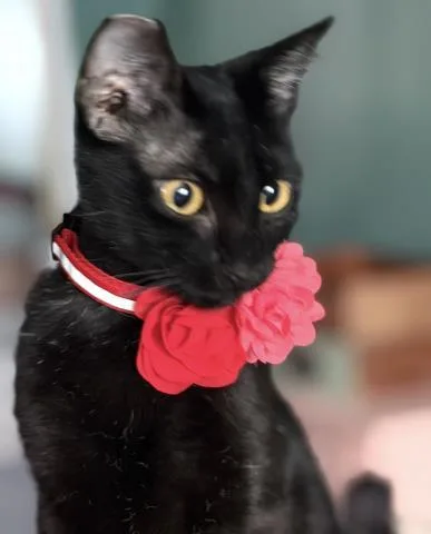 A young medium-sized female Domestic Short Hair cat named Star for adoption in San Pedro, CA