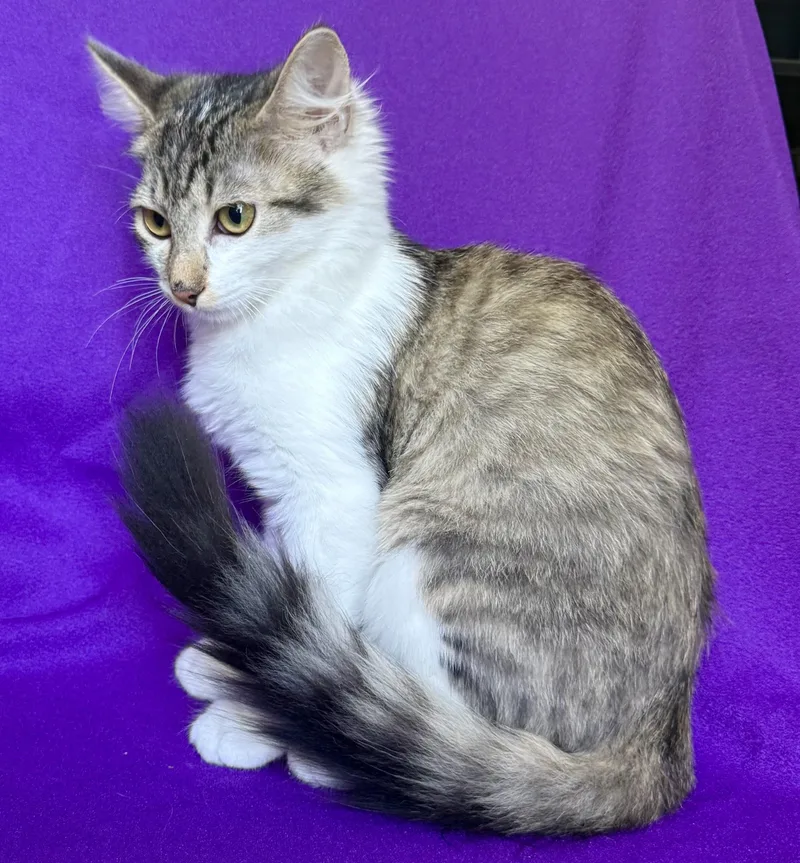 A baby medium-sized female Domestic Medium Hair cat named Star for adoption in Rowland Heights, CA
