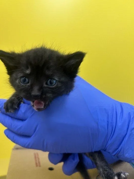 A baby small-sized female Tortoiseshell Domestic Short Hair cat named Sally Ride for adoption in Raleigh, NC