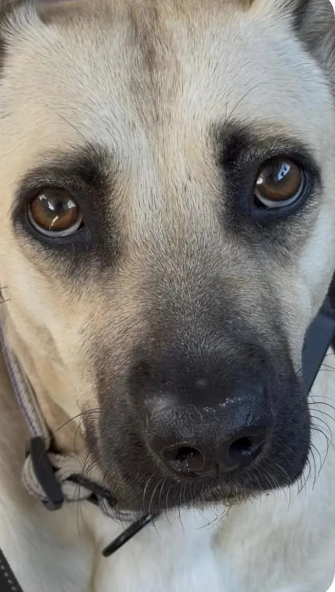 An adult medium-sized female Apricot / Beige Shepherd dog named Gertrude for adoption in Davis, CA