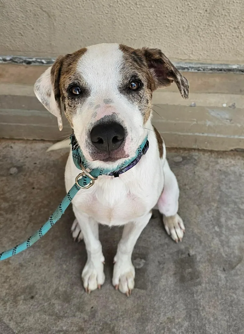 A young medium-sized male White / Cream Pit Bull Terrier dog named Moose for adoption in Wichita Falls, TX