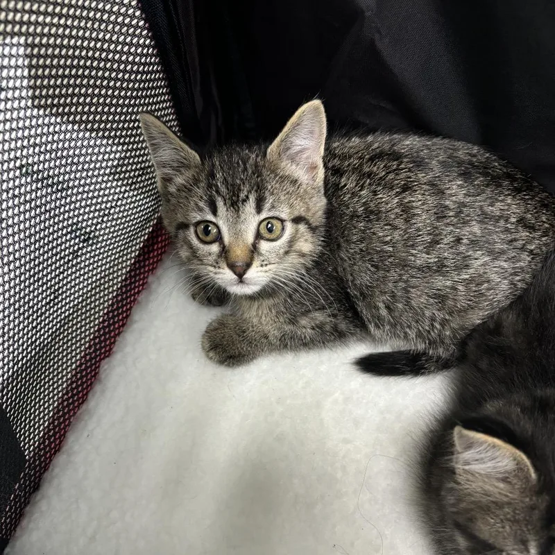 A baby small-sized female Brown / Chocolate Domestic Short Hair cat named Jeanette for adoption in Council Bluffs, IA