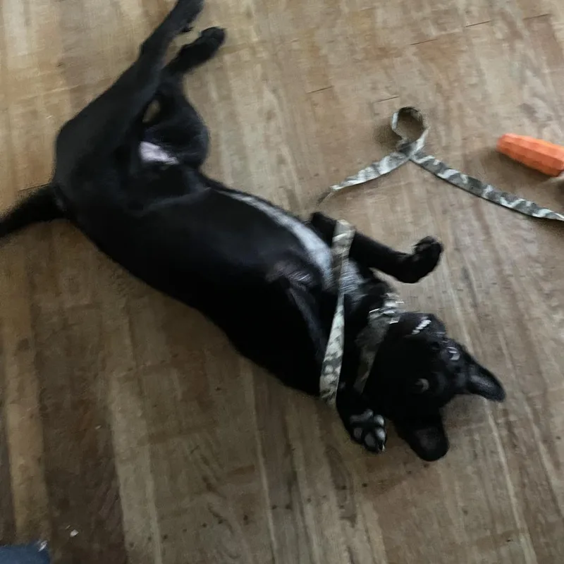 An adult medium-sized male Black Patterdale Terrier / Fell Terrier dog named Oreo for adoption in Philadelphia, PA