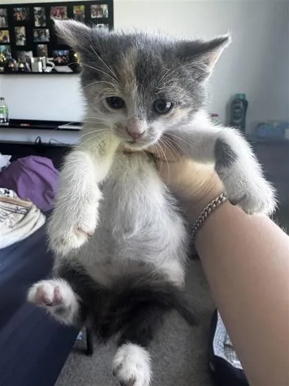 A baby small-sized female Domestic Short Hair cat named Mary for adoption in West Chester, PA