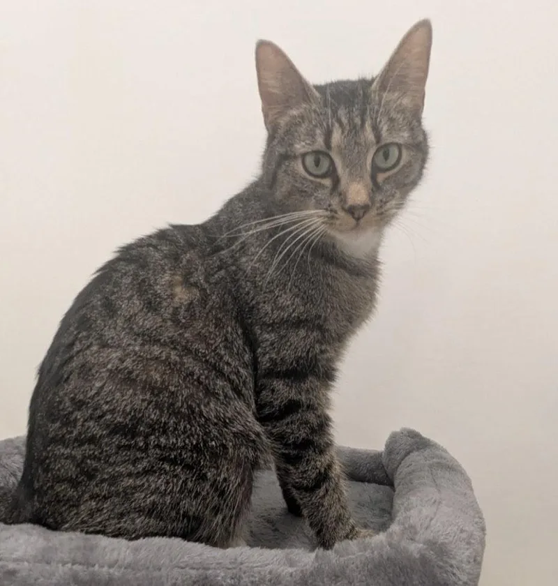 A young small-sized female Tabby (Gray / Blue / Silver) Domestic Short Hair cat named Godiva for adoption in Indiana, PA